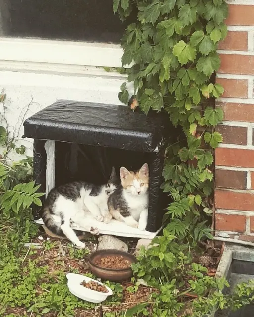 Photo 21